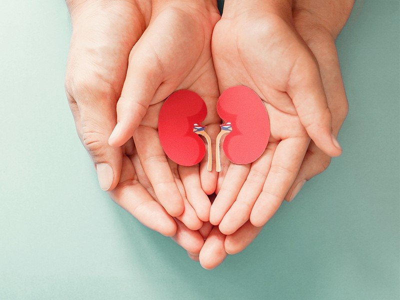 Life Extension, big hands and small hands in each other with symbols of red kidneys in the middle